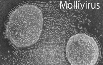 Mollivirus sibericum, "новый старый" гигантский вирус, чей возраст превышает 30000 лет, был обнаружен в вечной мерзлоте в Сибири