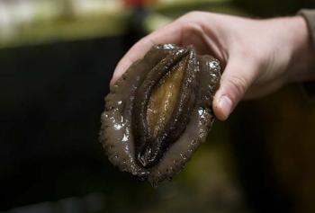 Морские ушки станут главным оружием против герпеса Морские ушки станут главным оружием против герпеса