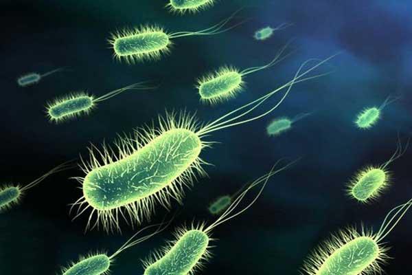 Бактерии листериоза Listeria monocytogenes