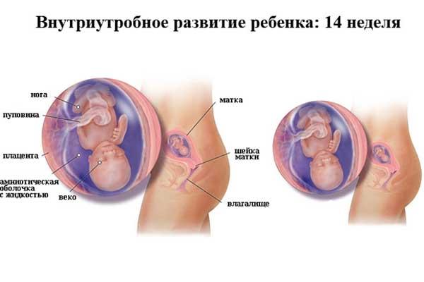 Размер матки на 14 недели беременности