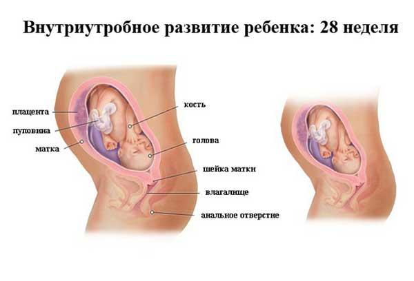 28 неделя беременности 28 неделя беременности: что происходит, полезные советы