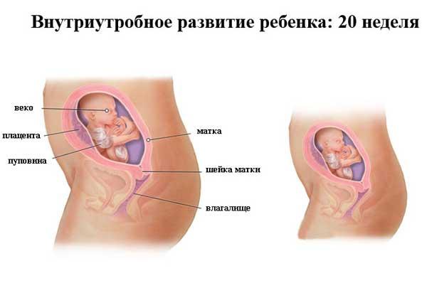 20 неделя беременности: что происходит, полезные советы 20 неделя беременности: что происходит, полезные советы