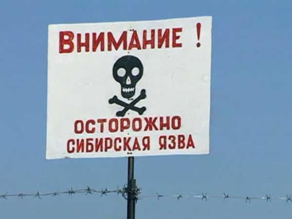 Сибирская язва Сибирская язва