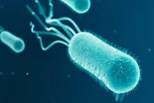 Супербактерия E.coli