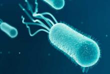 Супербактерия E.coli Супербактерия E.coli