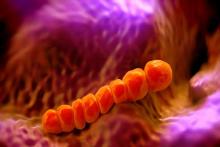 Пневмококк, Streptococcus pneumoniae, Пневмококковая инфекция Пневмококк, Streptococcus pneumoniae, Пневмококковая инфекция