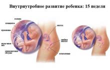 15 неделя беременности 15 неделя беременности: что происходит, полезные советы