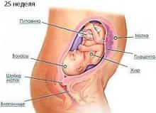 25 неделя беременности: что происходит, полезные советы