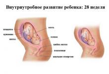 28 неделя беременности 28 неделя беременности: что происходит, полезные советы