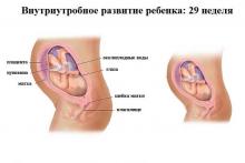 29 неделя беременности: что происходит, полезные советы