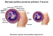5 неделя беременности: как развивается ребенок 5 неделя беременности