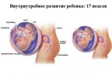 17 неделя беременности 17 неделя беременности: что происходит, полезные советы
