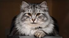как обрабатывать кошачий укус как обрабатывать кошачий укус