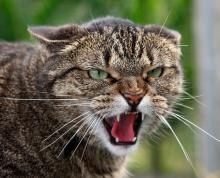 как уберечься от укуса кошки как уберечься от укуса кошки