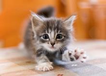 что делать, если котенок кусается что делать, если котенок кусается