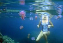 Лучшая профилактика укуса медуз - не плавать там, где много медуз
