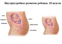 20 неделя беременности 20 неделя беременности: что происходит, полезные советы