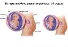 16 неделя беременности 16 неделя беременности: что происходит, полезные советы
